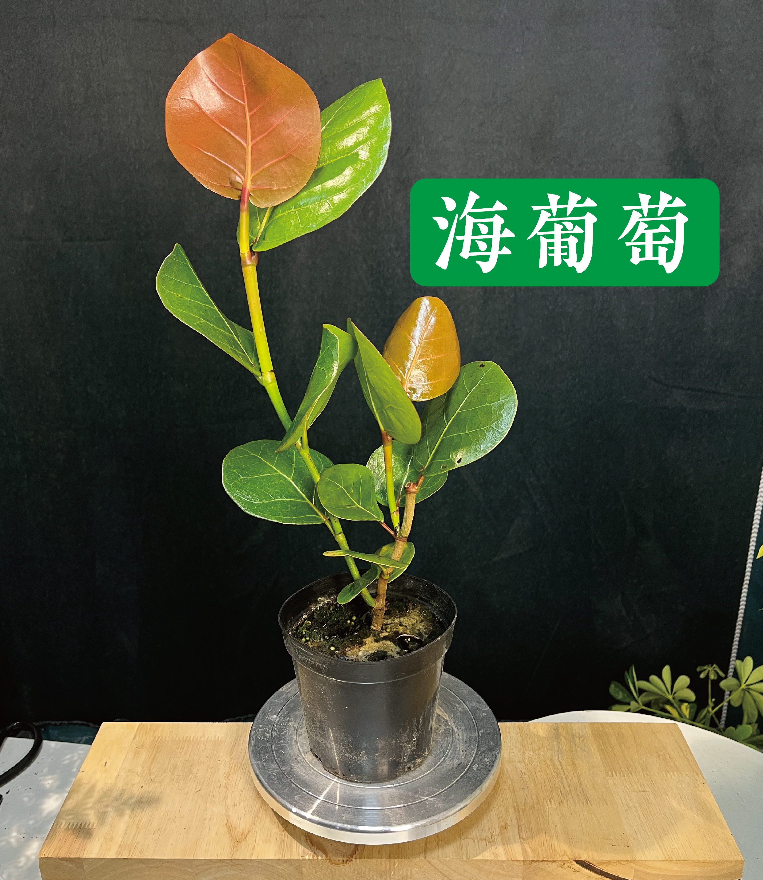 海葡萄室内外绿植结果可食用一枝两叉高档盆栽美观好养