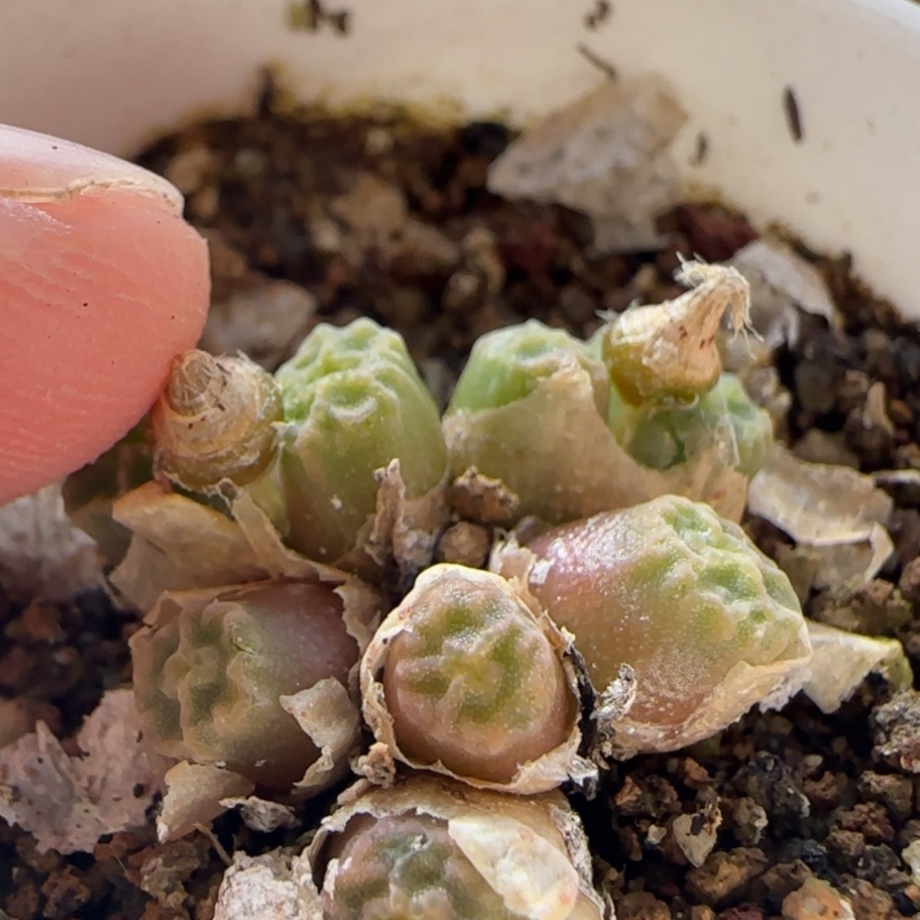 【闪购商品】7735