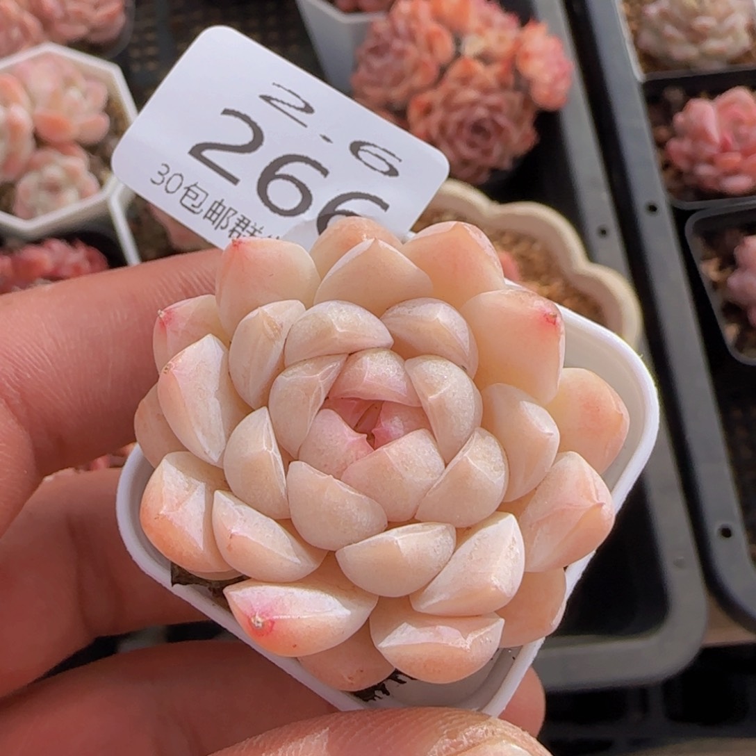 白桃汽水单头一颗脱土