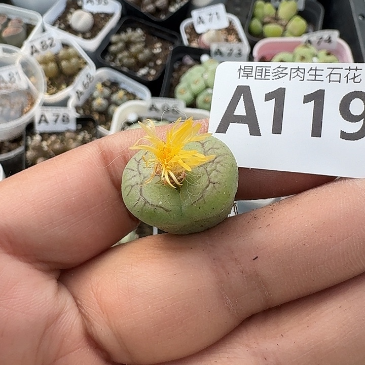 119多肉植物多肉植物