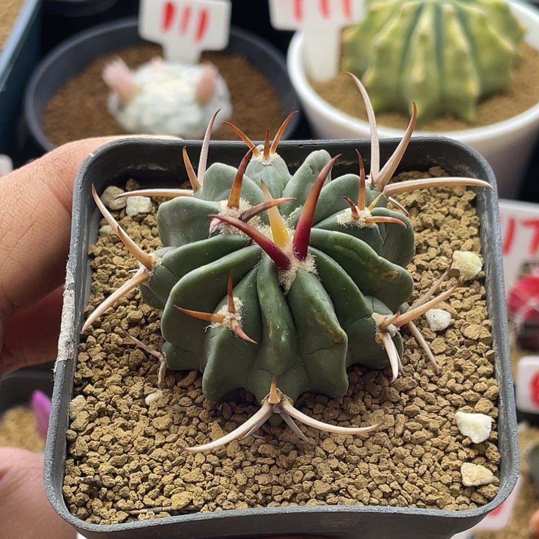 龙剑丸仙人球 带盆土包邮