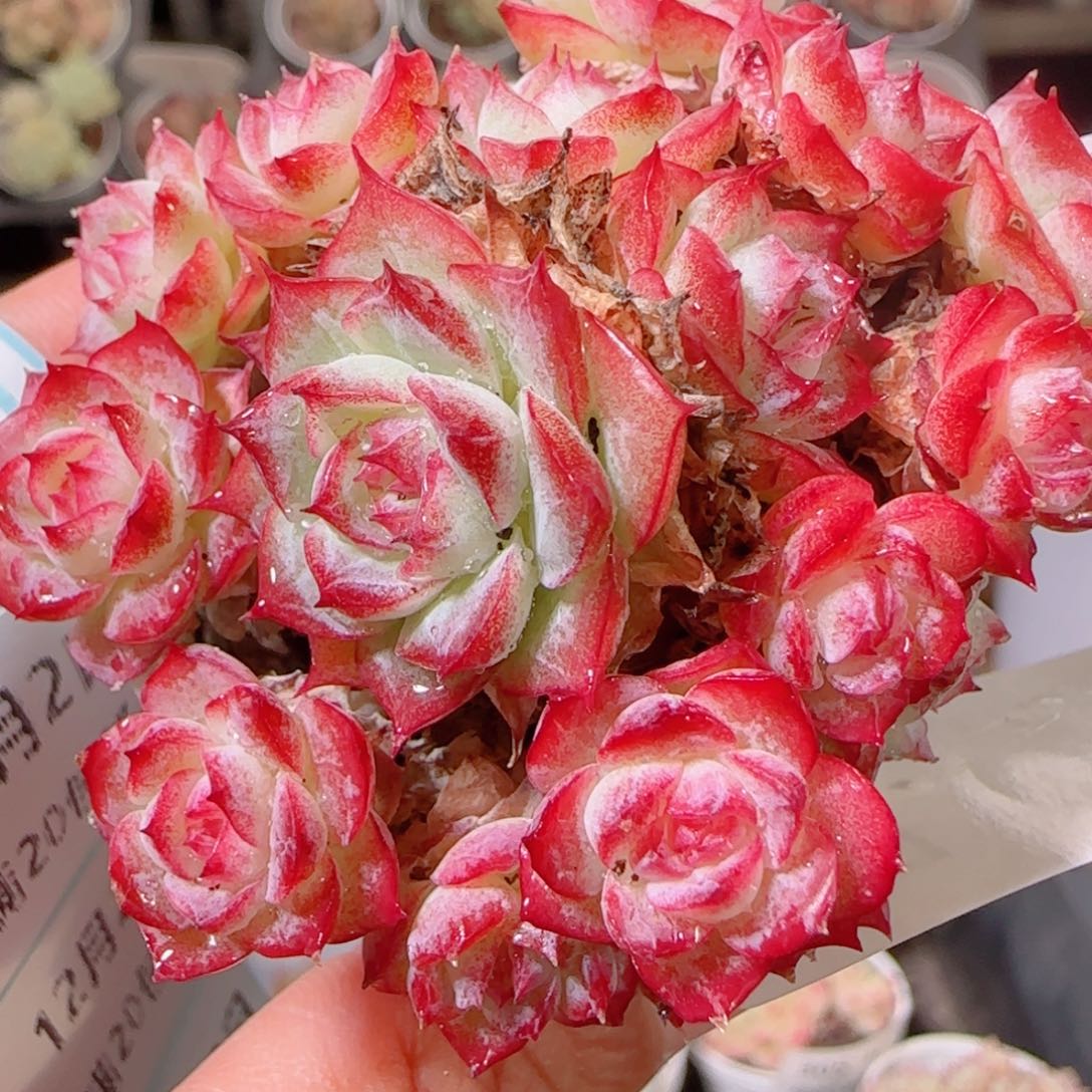 花语多肉1202-317女王散