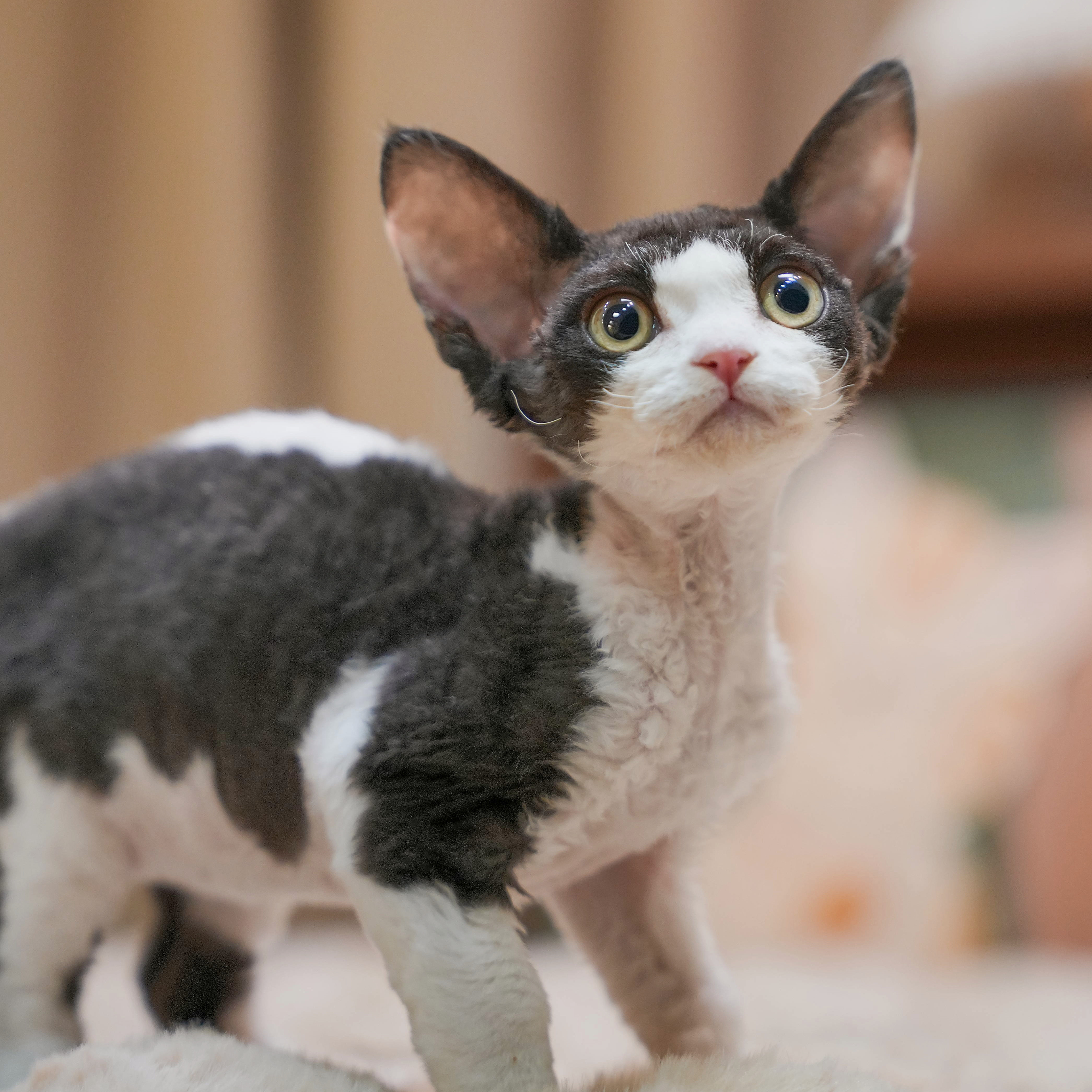 0830黑白开脸妹妹-开开