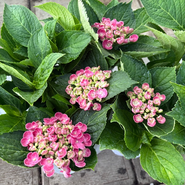 爆米花绣球到手一盆