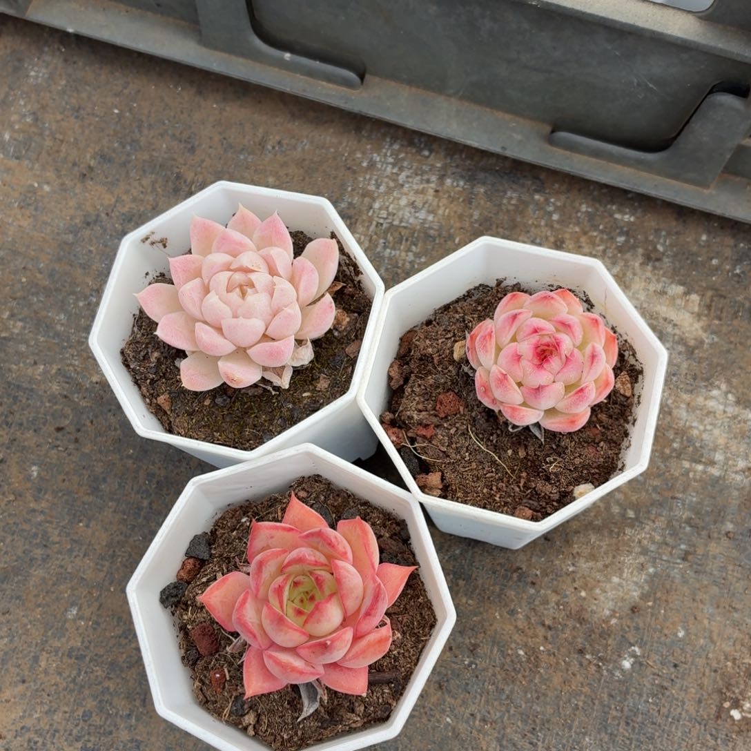 你是怎么说出这个的