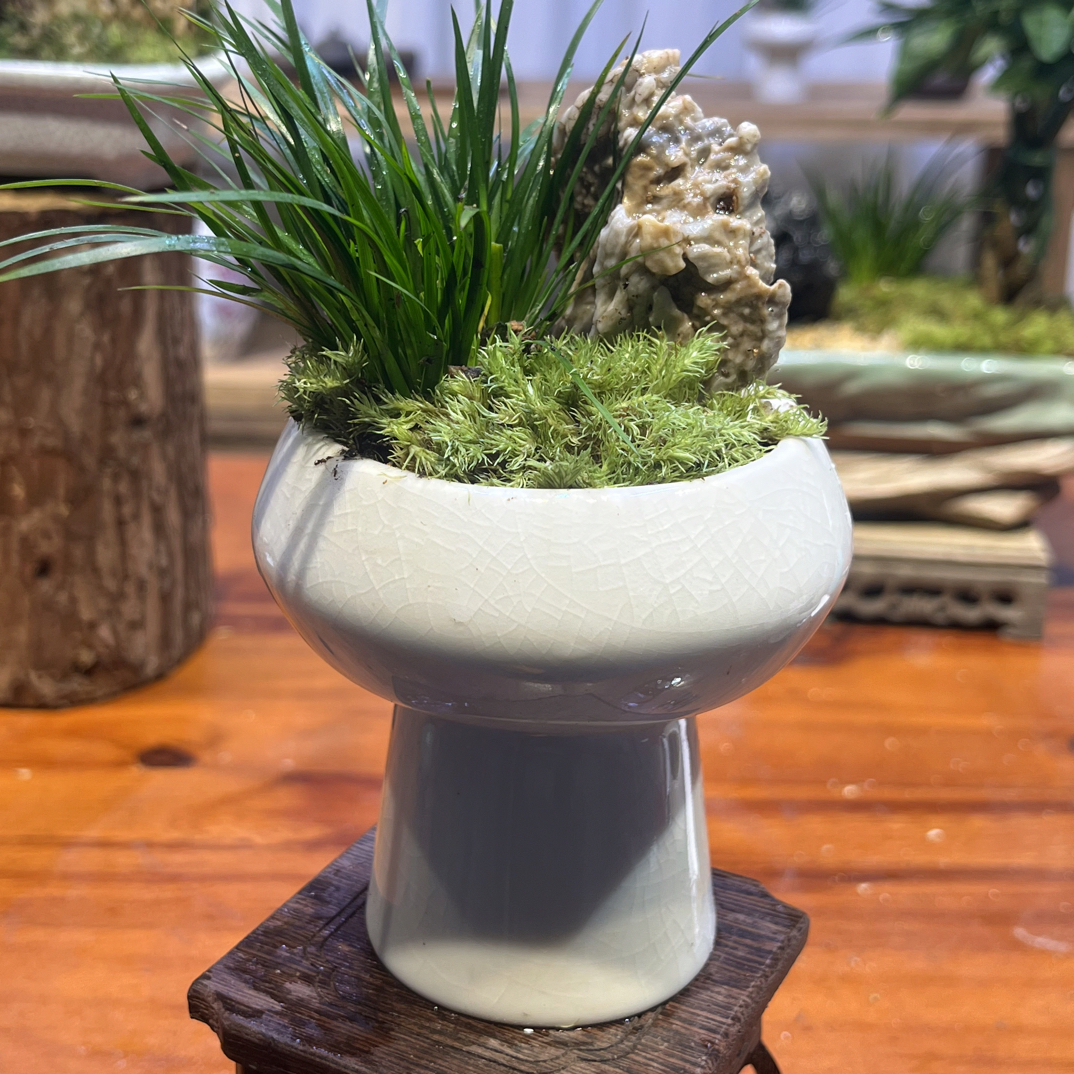 （金钱菖蒲）附石盆景茶室禅艺小盆景。绿植好养活禅意办公室摆件