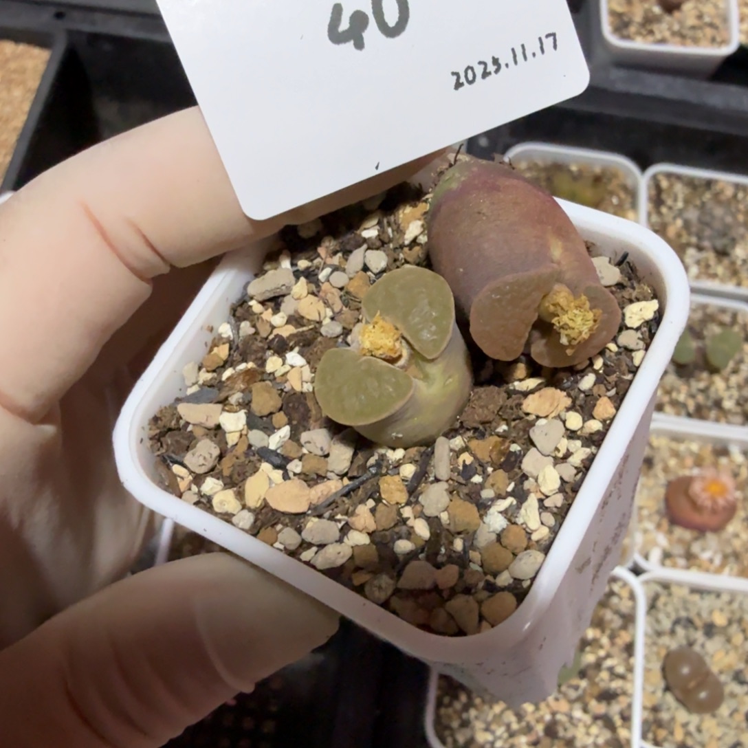 劳****多肉多肉多肉11.17-040