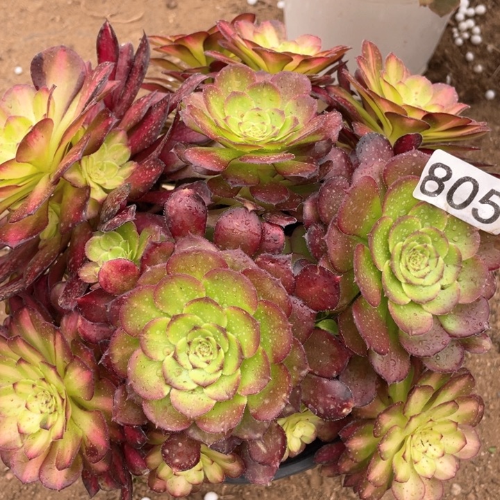 805多肉植物童颜