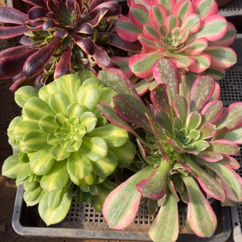 246多肉植物组合