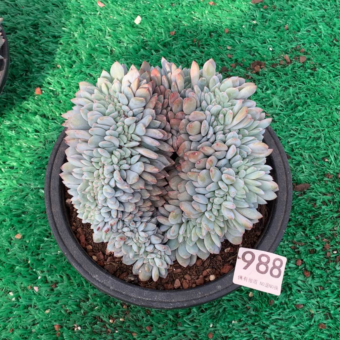 988橙子缀多肉植物