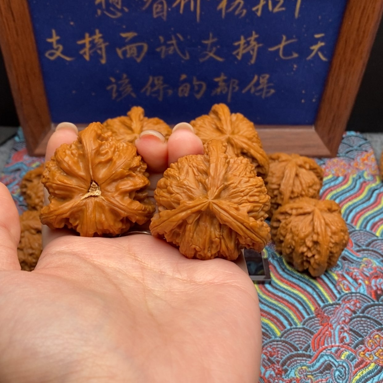 【闪购商品】隔****跑白狮