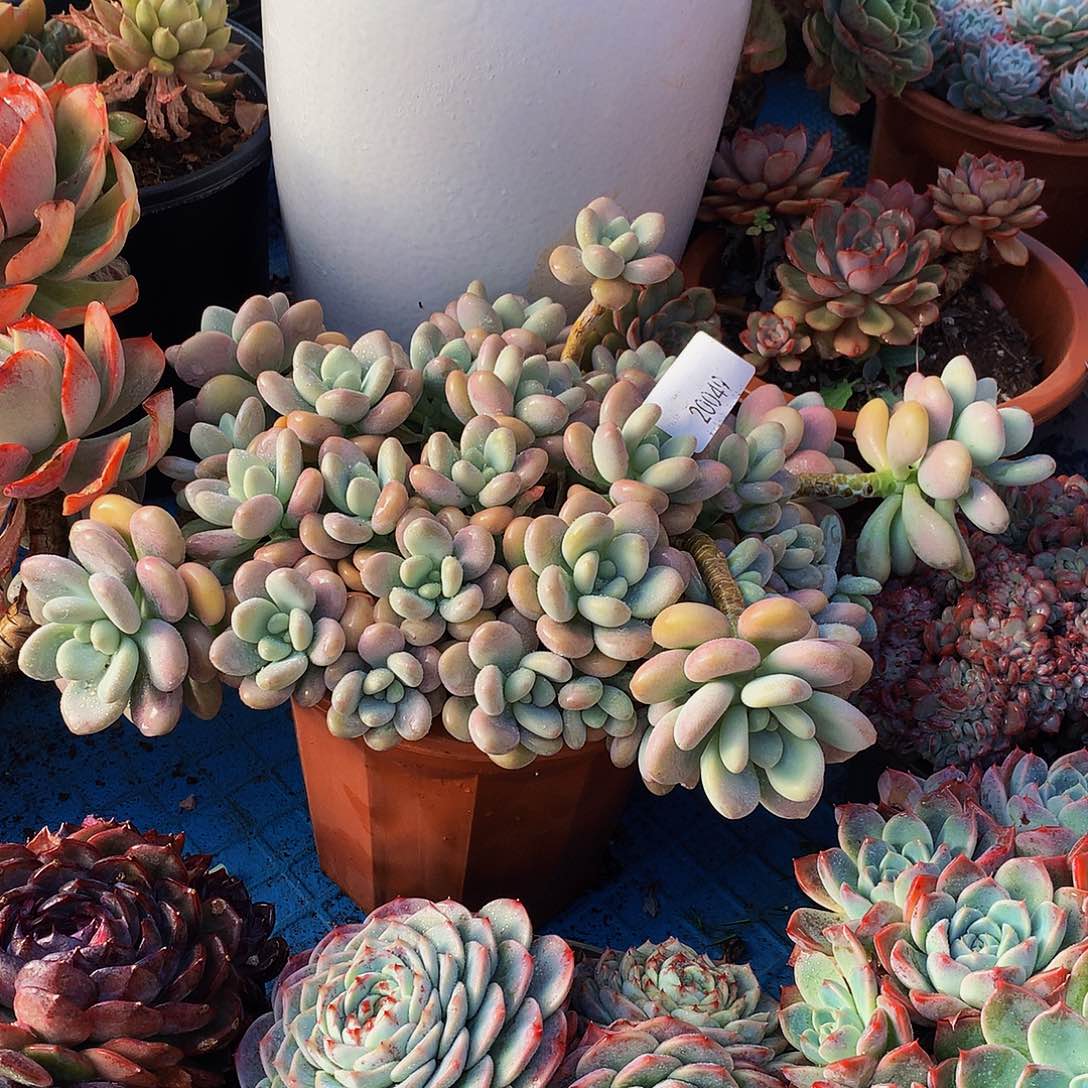 J***X      香水洛神多破万20049