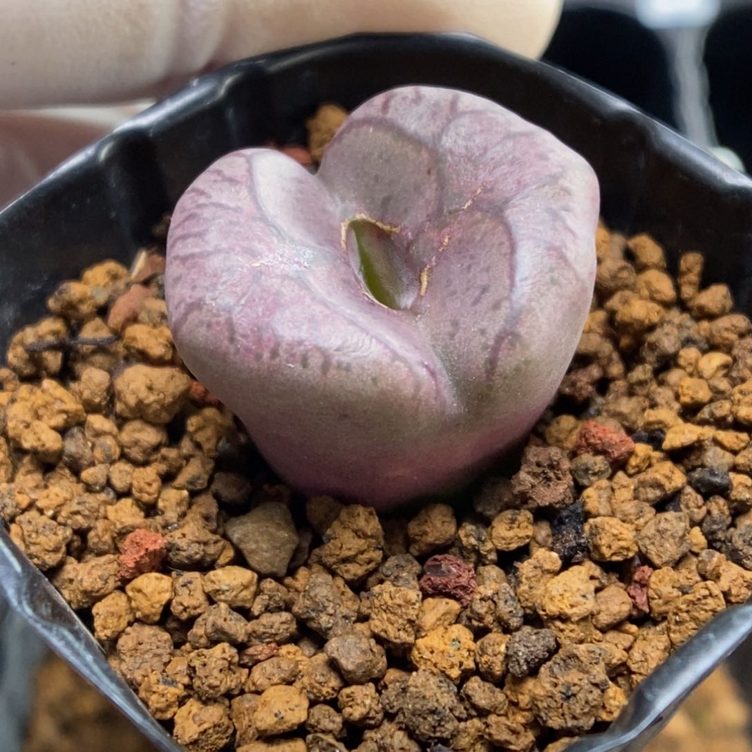 多肉植物肉锥杂交K-021 （2.0）风铃杂 