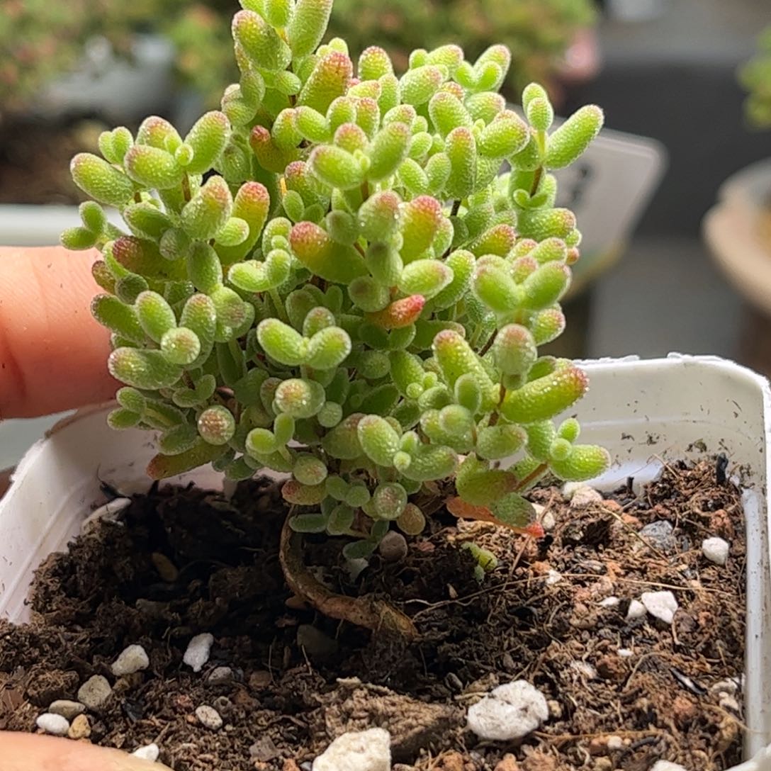 005 蜜桔糖球优选枝干