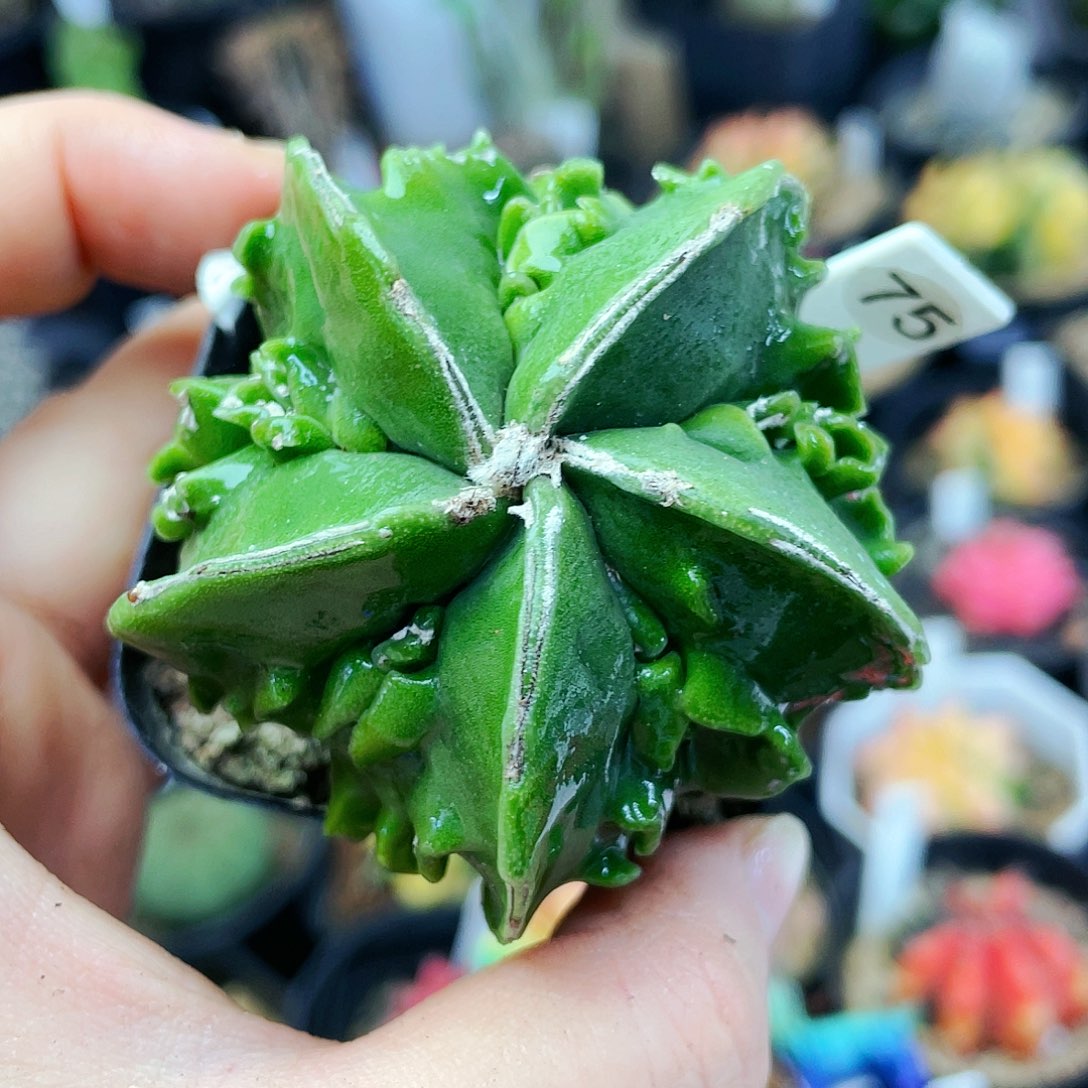 非偏远地区满25包邮仙人球