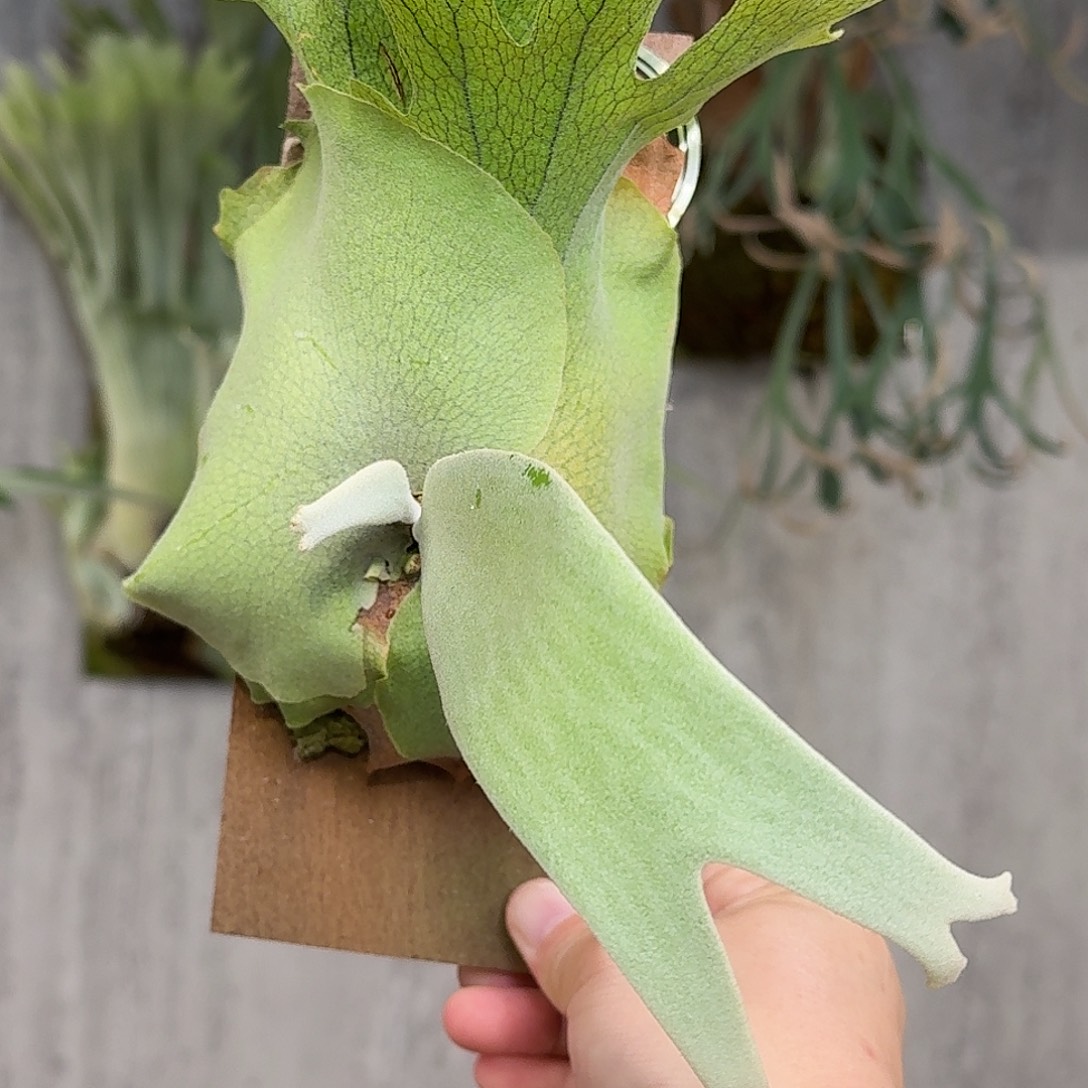 完全开放印尼爪哇孢播鹿角蕨书签板春野花园