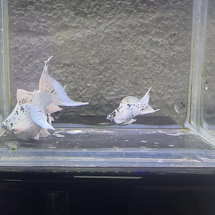 孔雀鱼奶牛玛丽2的。25号