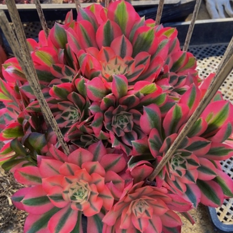 粉女巫多肉植物一物一拍