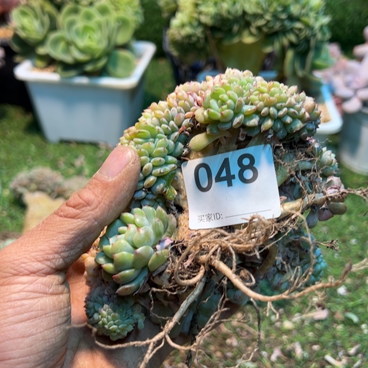 咱得多肉一步一拍48