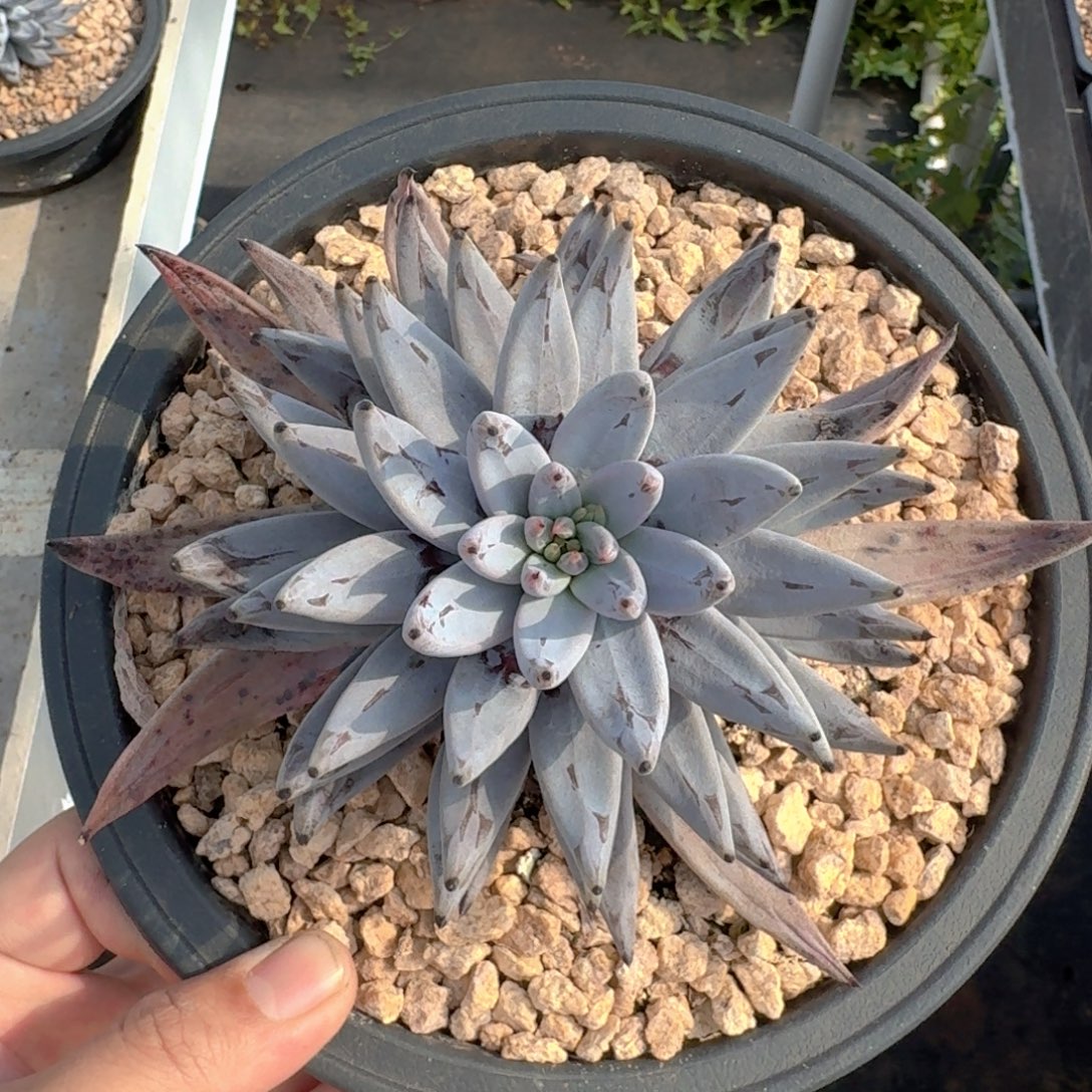 魔爪 单头  一物一拍