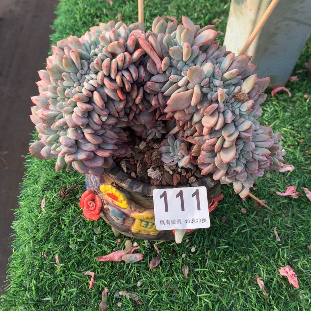 1111橙子111122222211