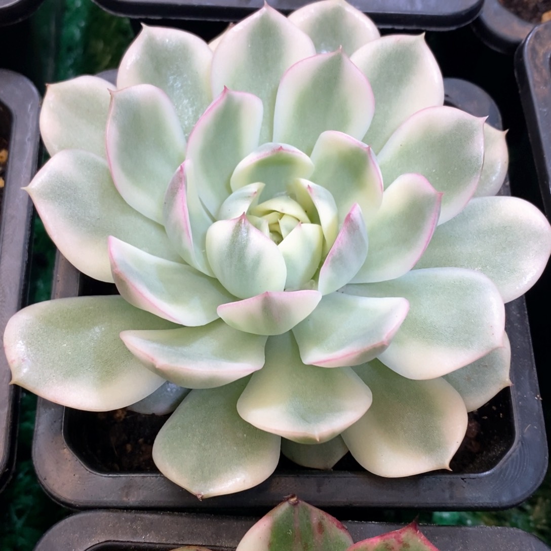 粉水晶锦多肉锦景天