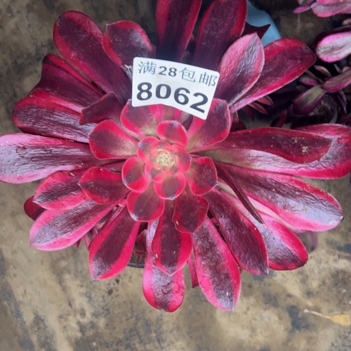 8062美杜莎多肉植物