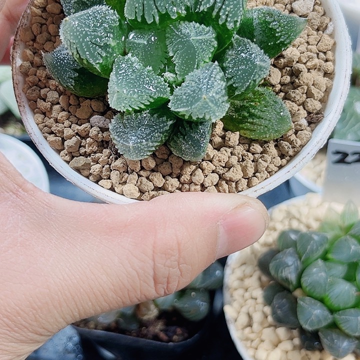 白帝城巨大化漂亮的