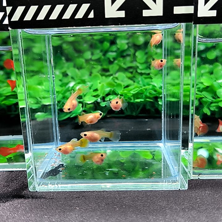 孔雀鱼精品孔雀鱼，黄金玻璃猫球体苗子8条含两条被损。