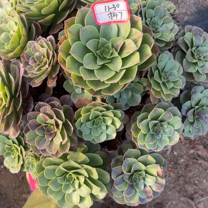 花月夜多肉不包损7