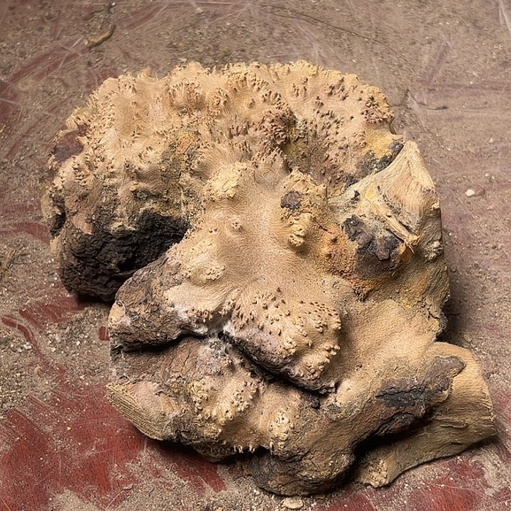 知***己香榧木我们的确是一个人的生活