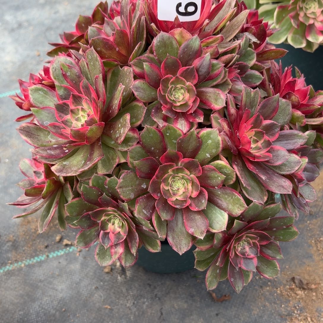 559黑膜锦多肉植物福利