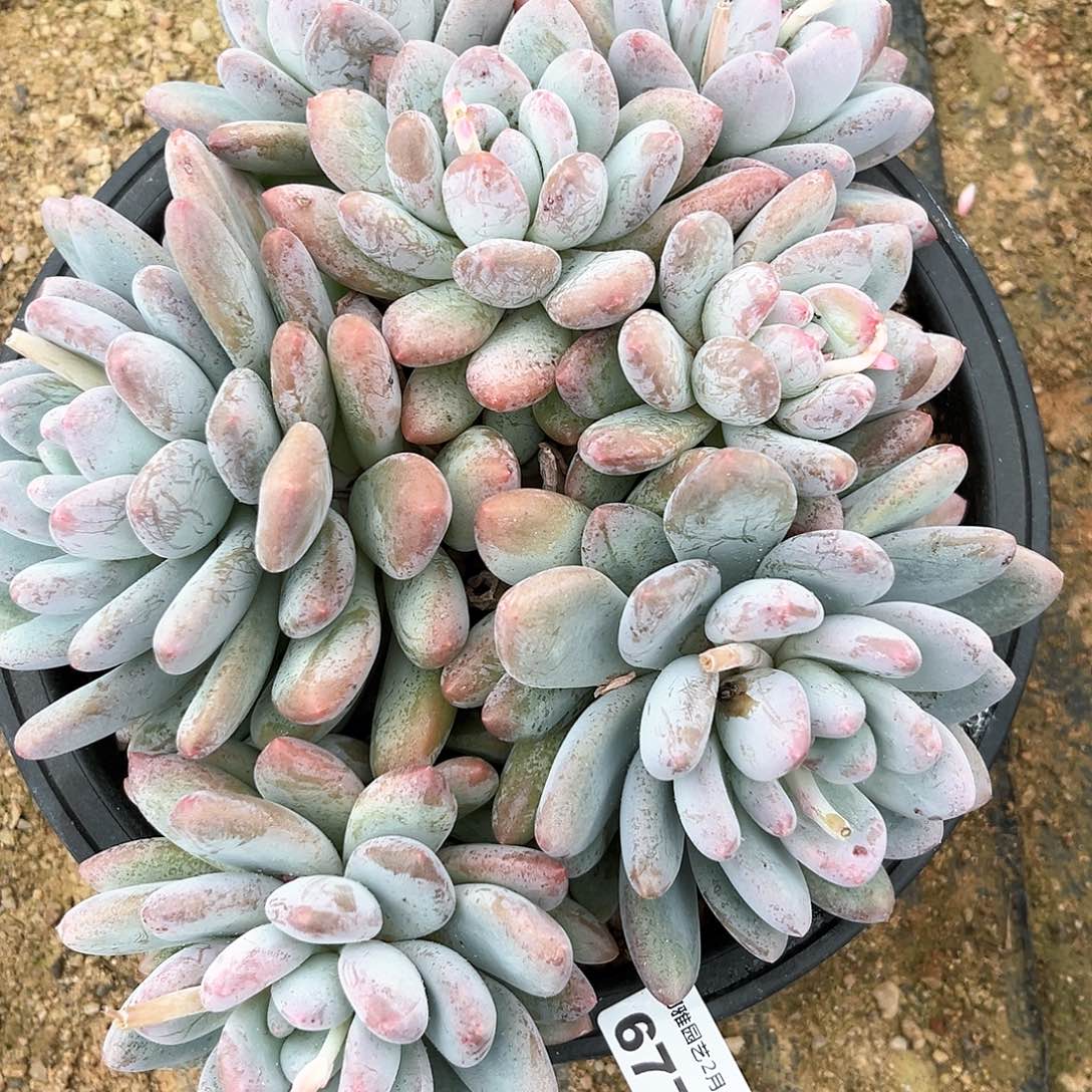 阿雅园艺。      677