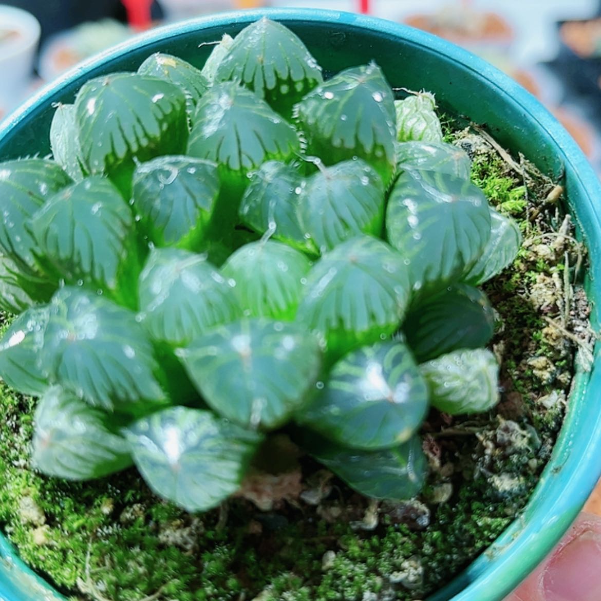 【闪购商品】天线宝宝