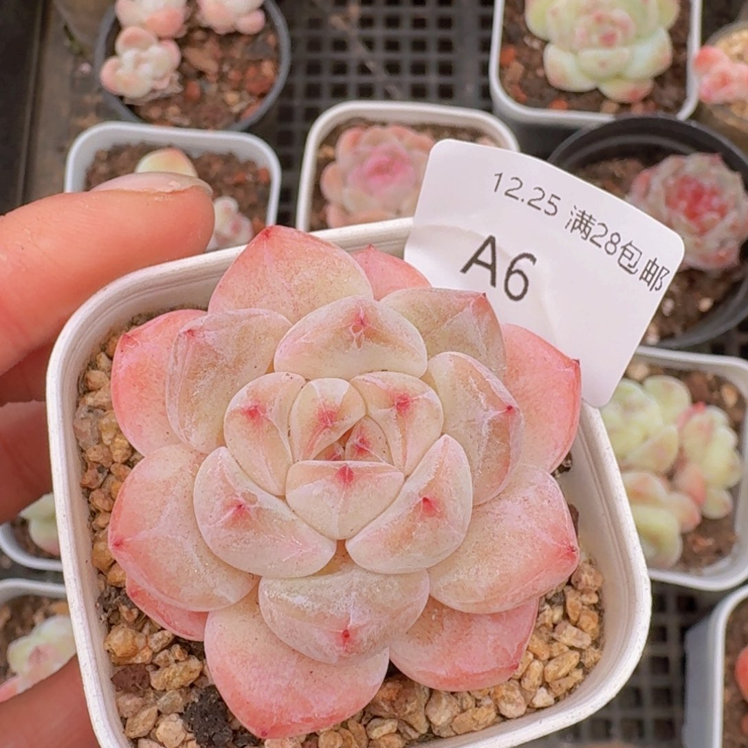 刚毅单头一颗带盆带土