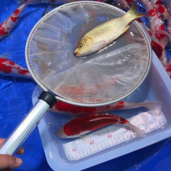 海水鱼锦鲤的尾巴和尾巴