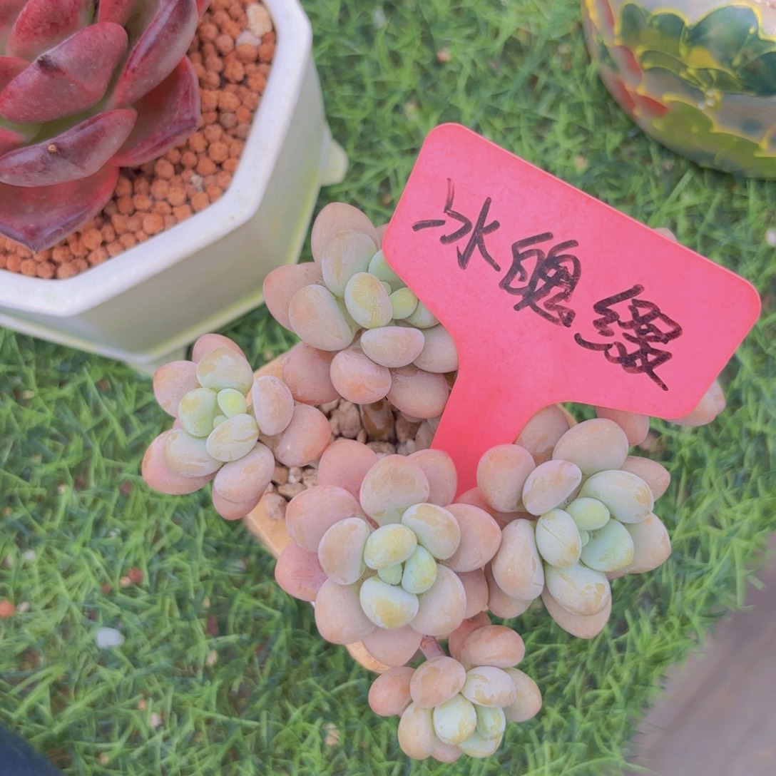 s***k我的小可爱们都好可爱