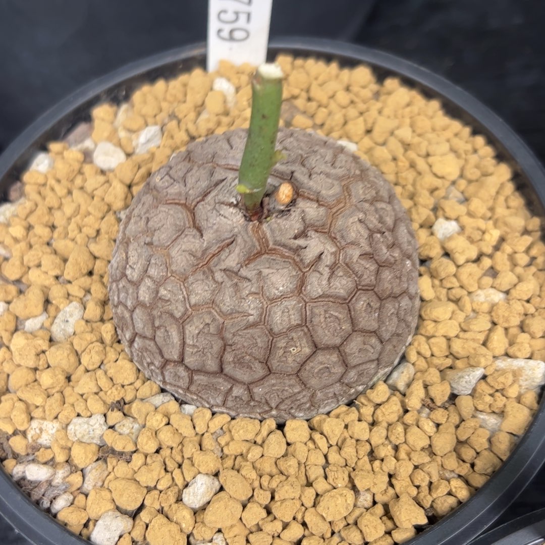 精品盆栽养定的龟甲龙759号