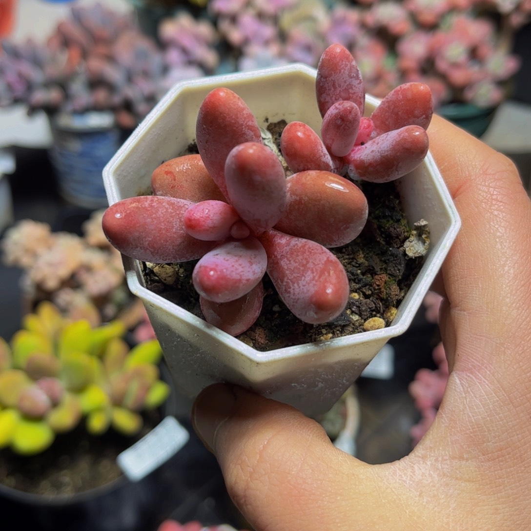 727糖果美人7厘米多肉