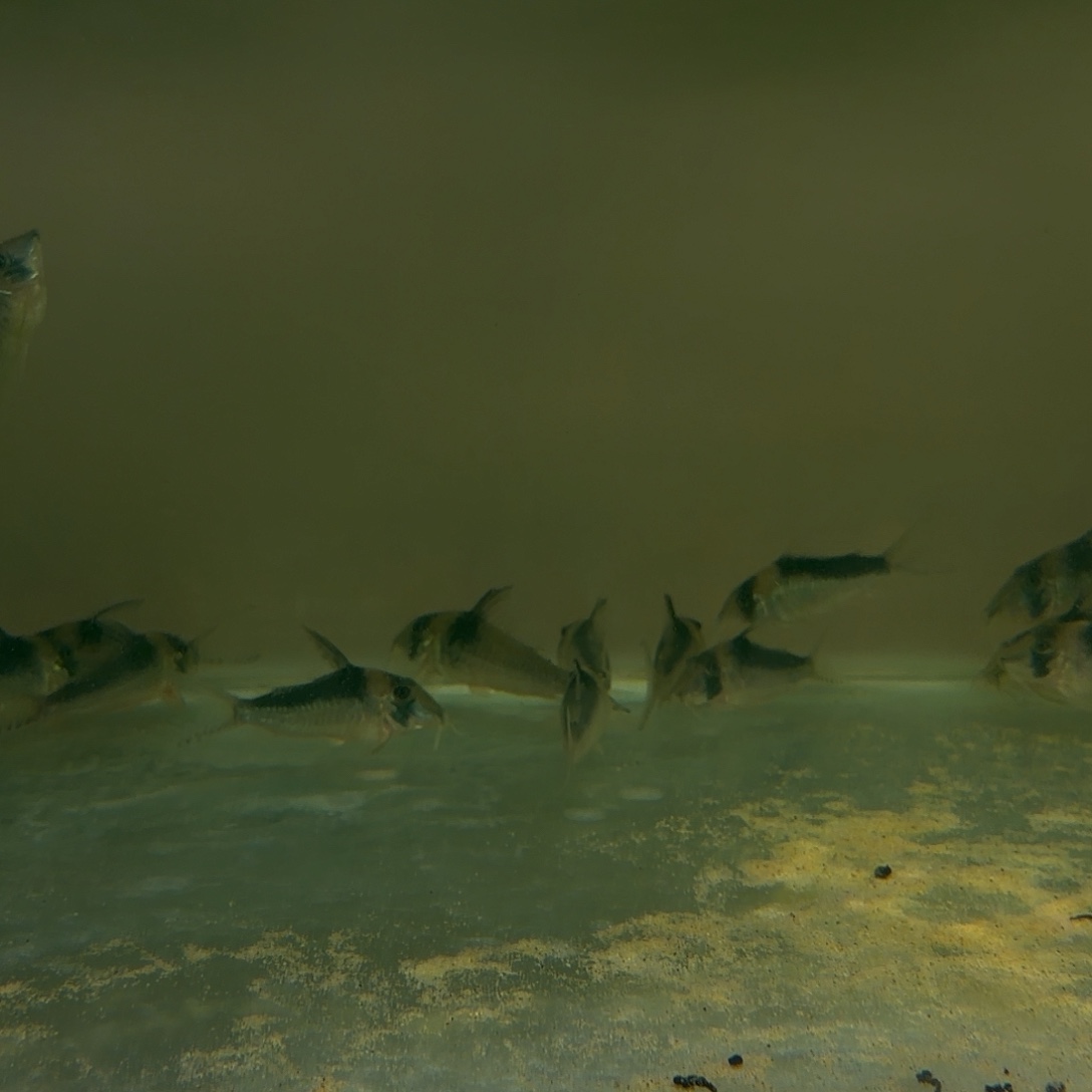 鼠鱼萨瑞塔 一只 不包邮