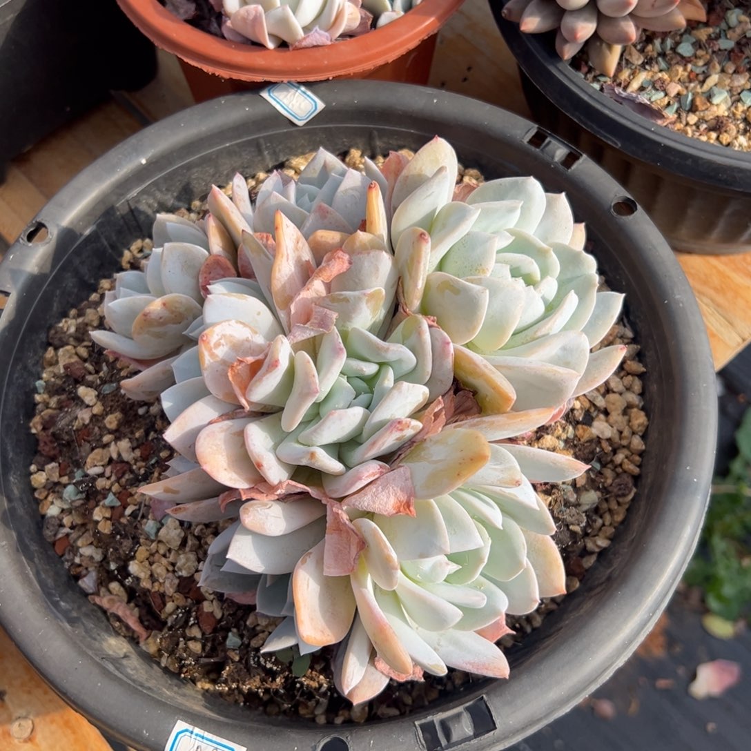 多肉大群雪特【非偏远地区满18包邮】