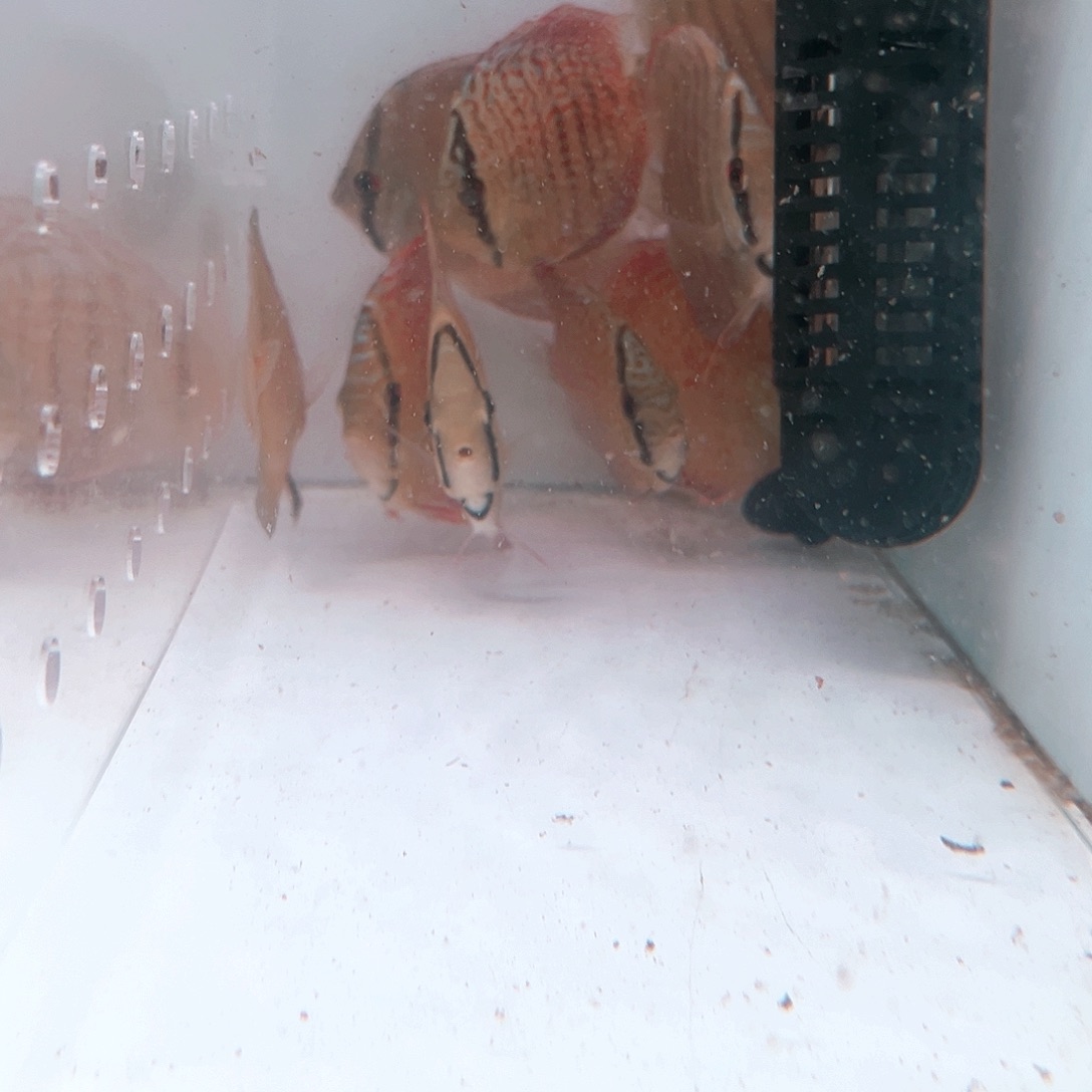 鱼***鱼九栋3十二栋2黑魔鬼1红卡3