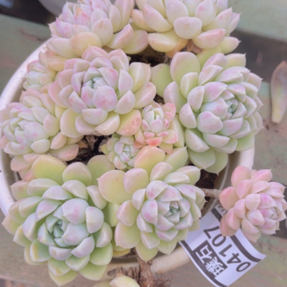 【闪购商品】奶油美人04107