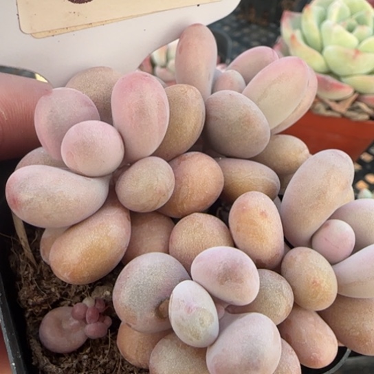 36 一物一拍多肉