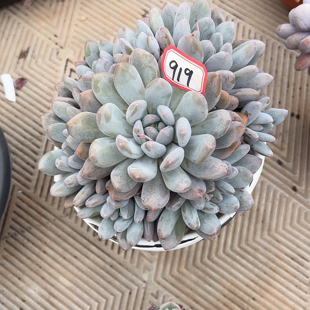 919号香水杂，一物一拍