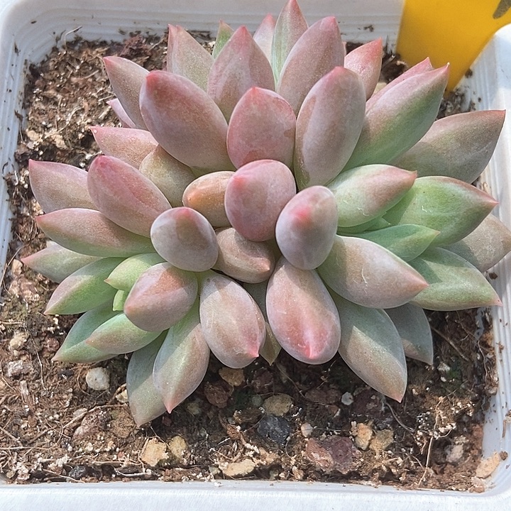 多肉植物红蜻蜓627多肉