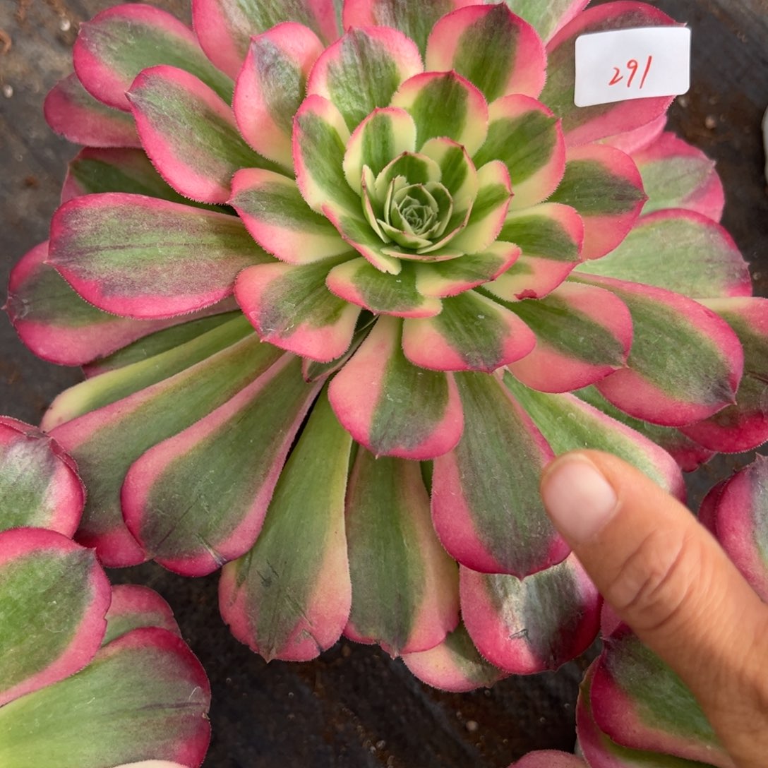 291海棠多肉多肉多肉多肉