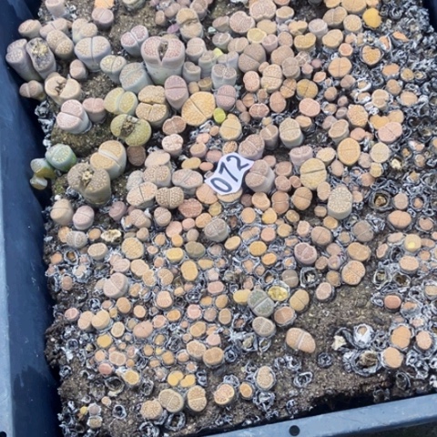 072生石花带筐一物一图如图