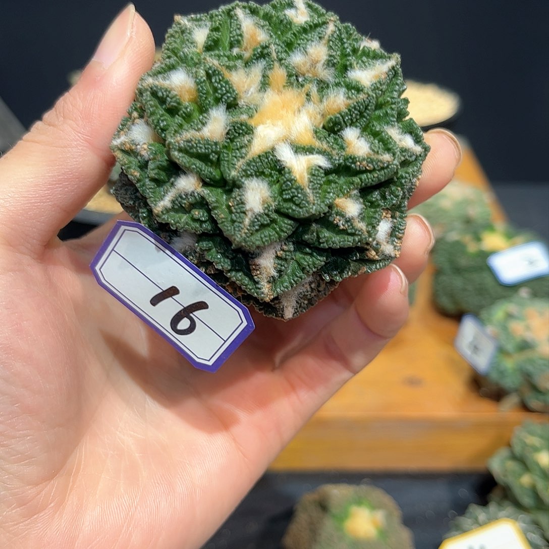 16号自根战损辛盾