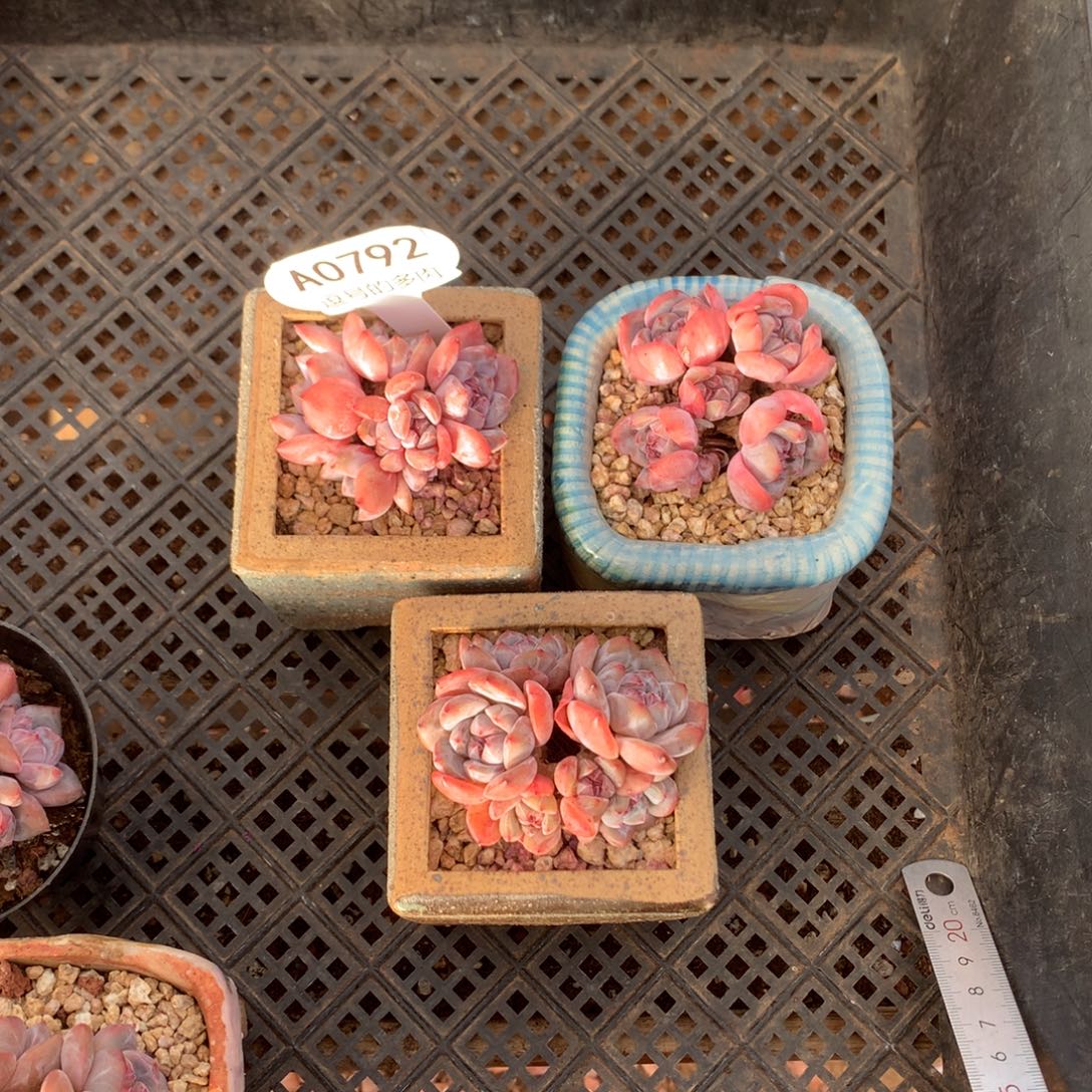 爱***盆A0792 星影小群3棵 有砍 6cm